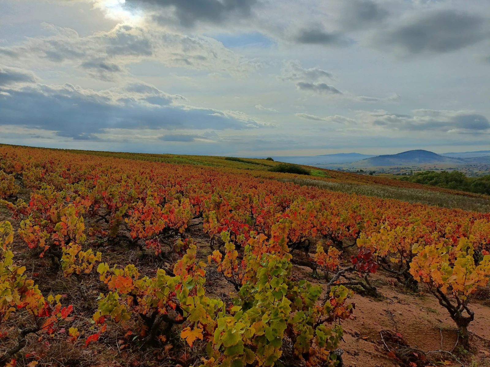 La taille en Gobelet : patrimoine du Beaujolais ou piège économique ?