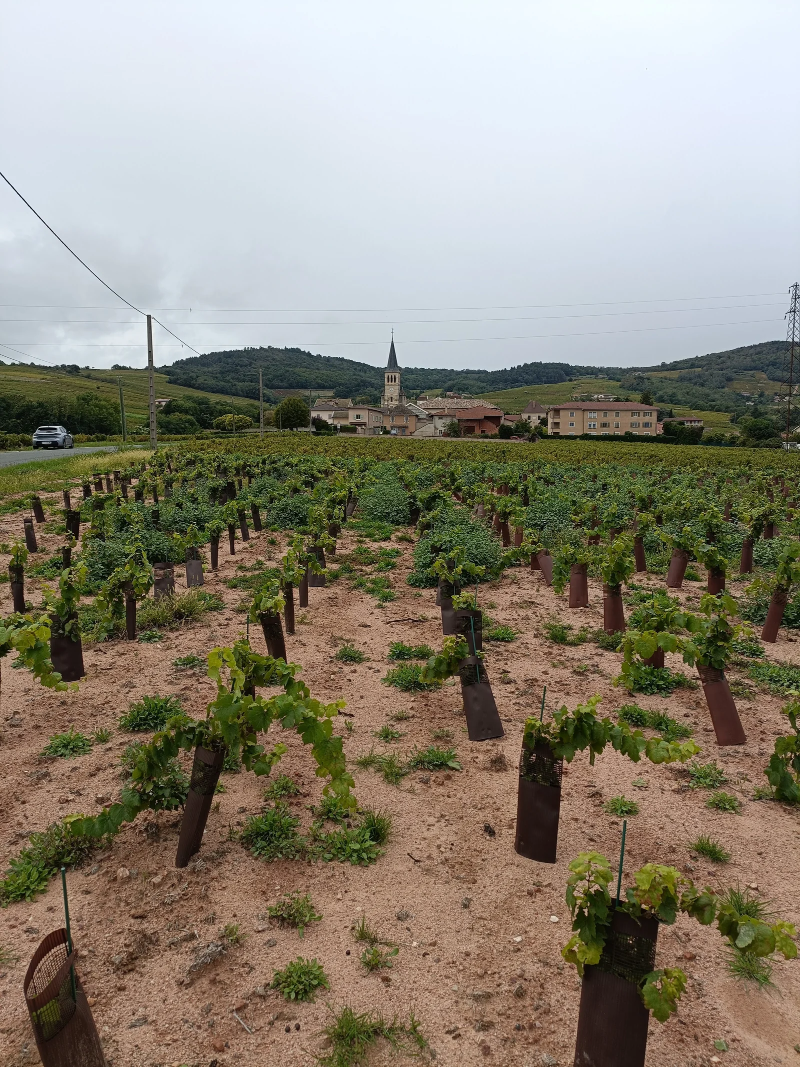 1 Tonne à l'hectare : pourquoi nous donnons de la chaux à nos vignes